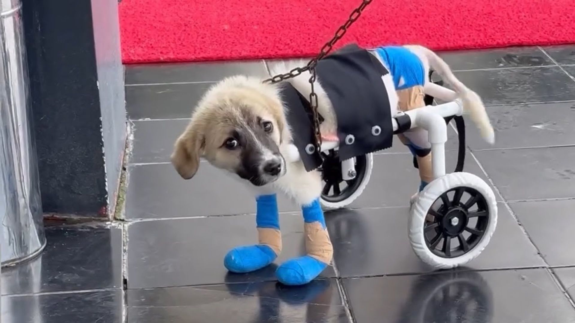 Severely Injured Puppy Found Lying On The Street Now Defies All Odds With A Dog Wheelchair