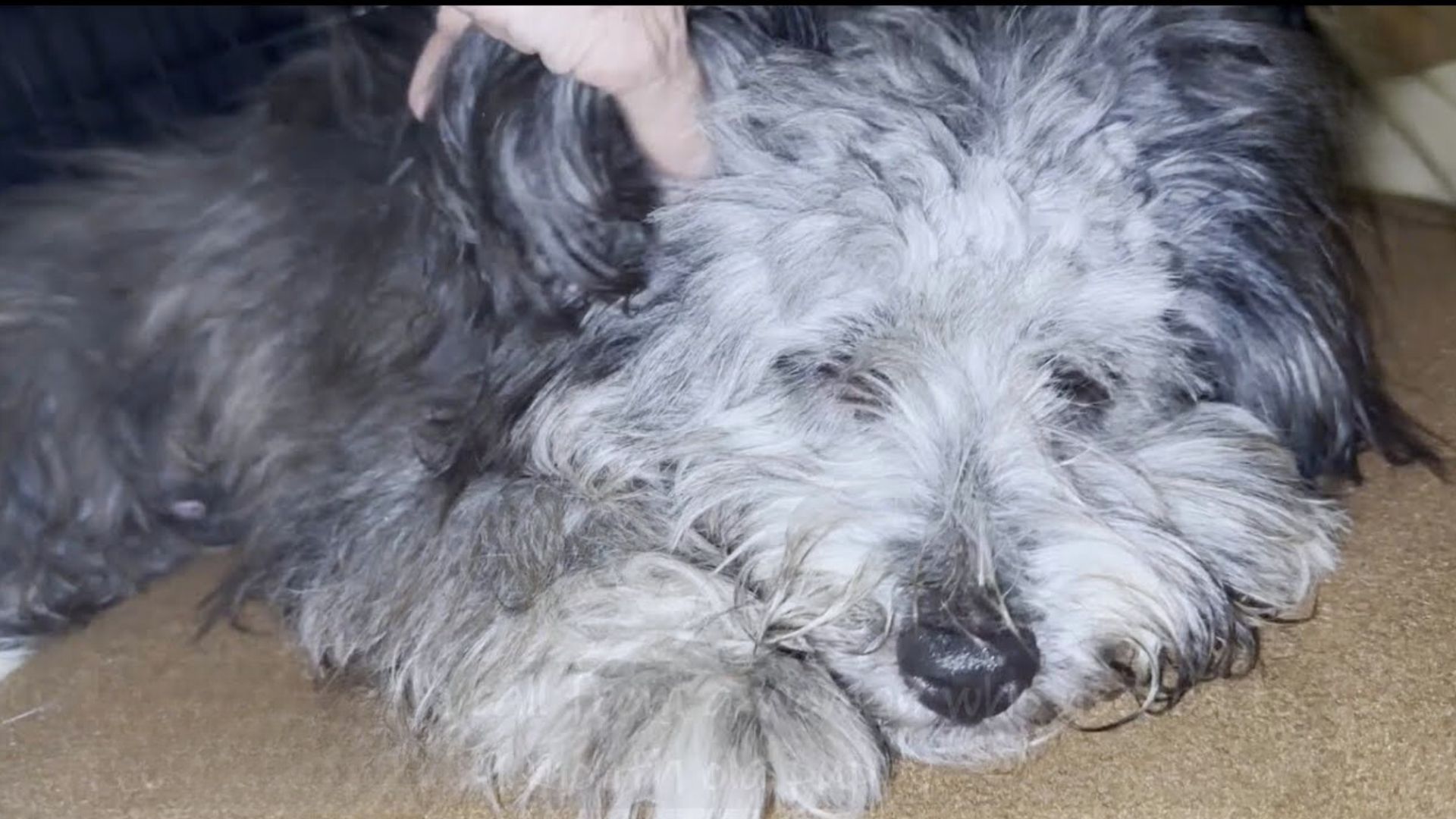 This Incredible Transformation Of A Severely Matted Pup Will Leave You Shocked