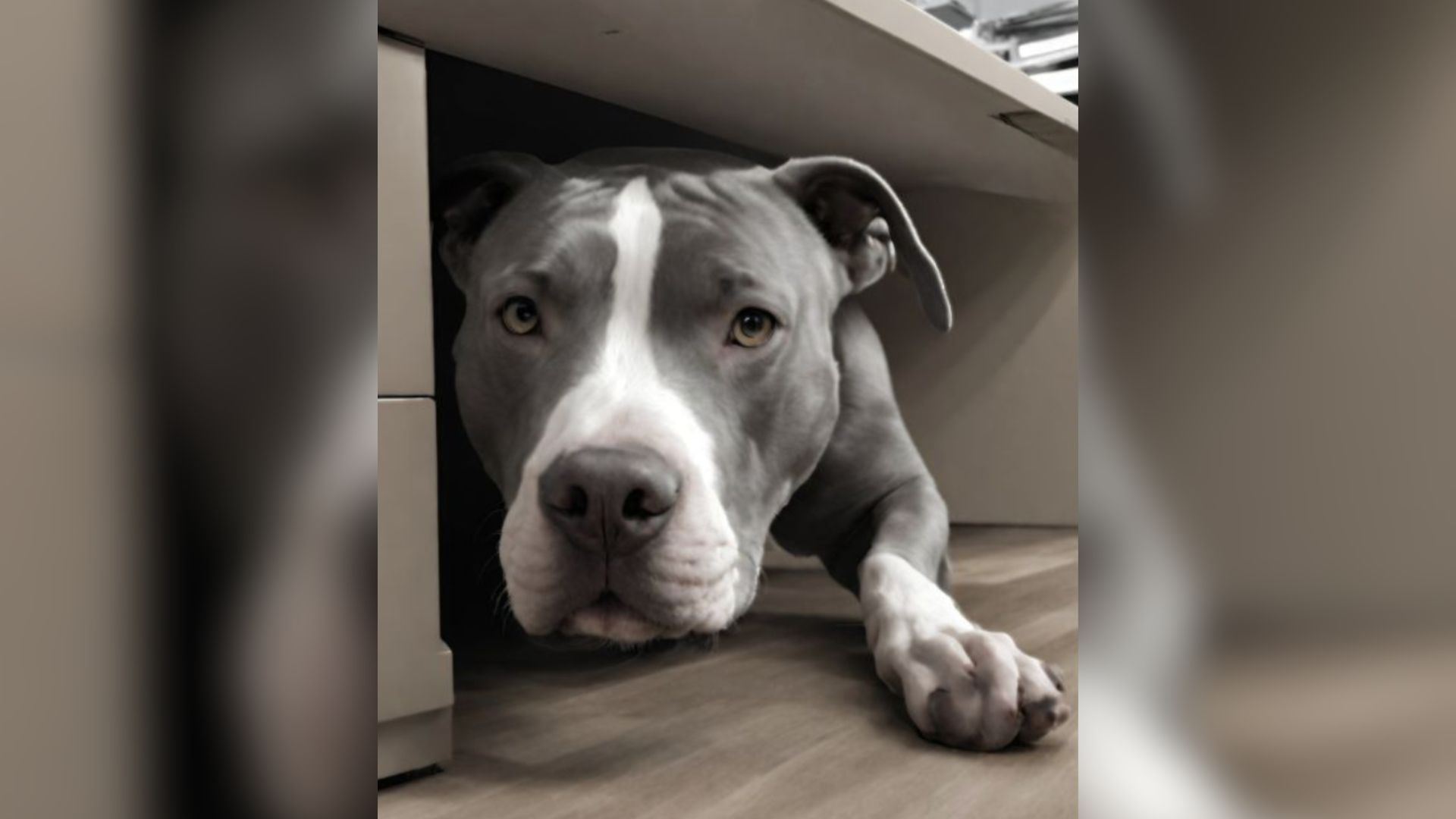 Shelter Employee Hid An Abused Dog Under Her Desk In Order To Save Her From Euthanasia
