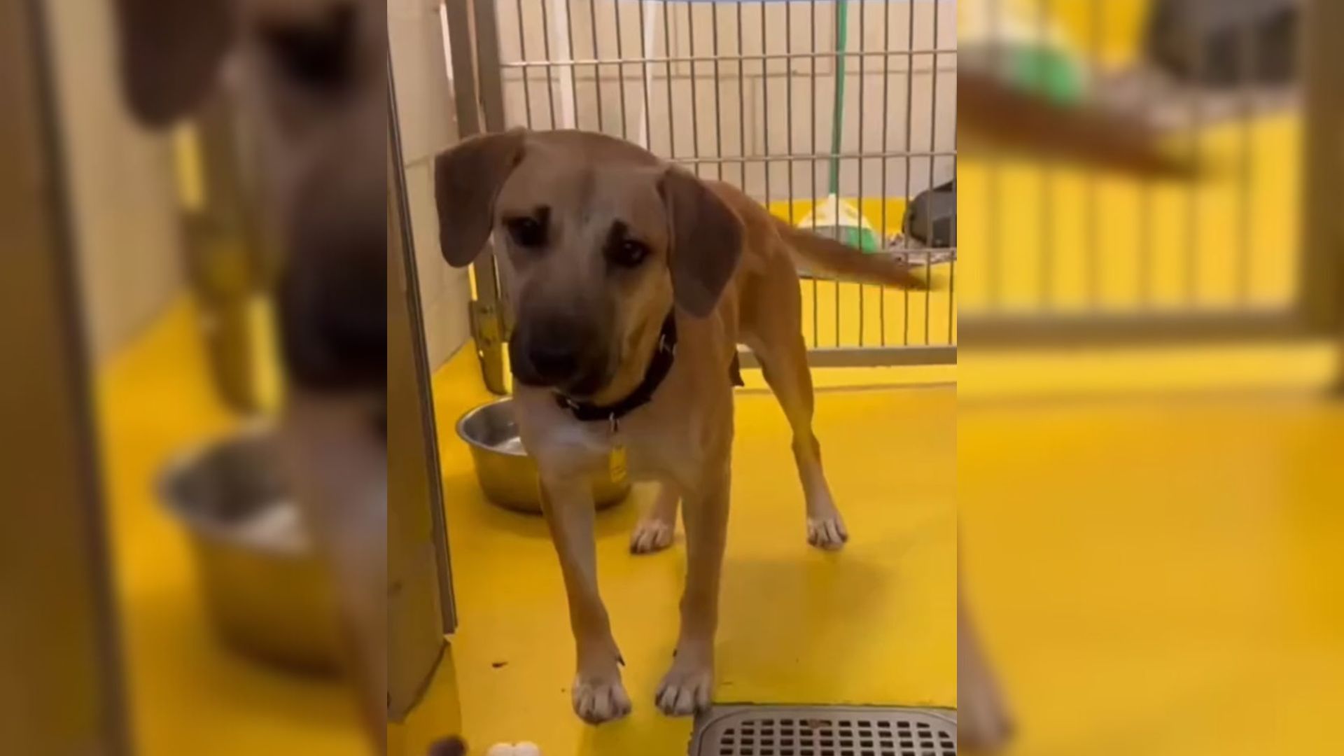 Mama Dog Is Sad When She Realizes All Her Puppies Have Been Adopted But She Still Hasn’t Found A Home