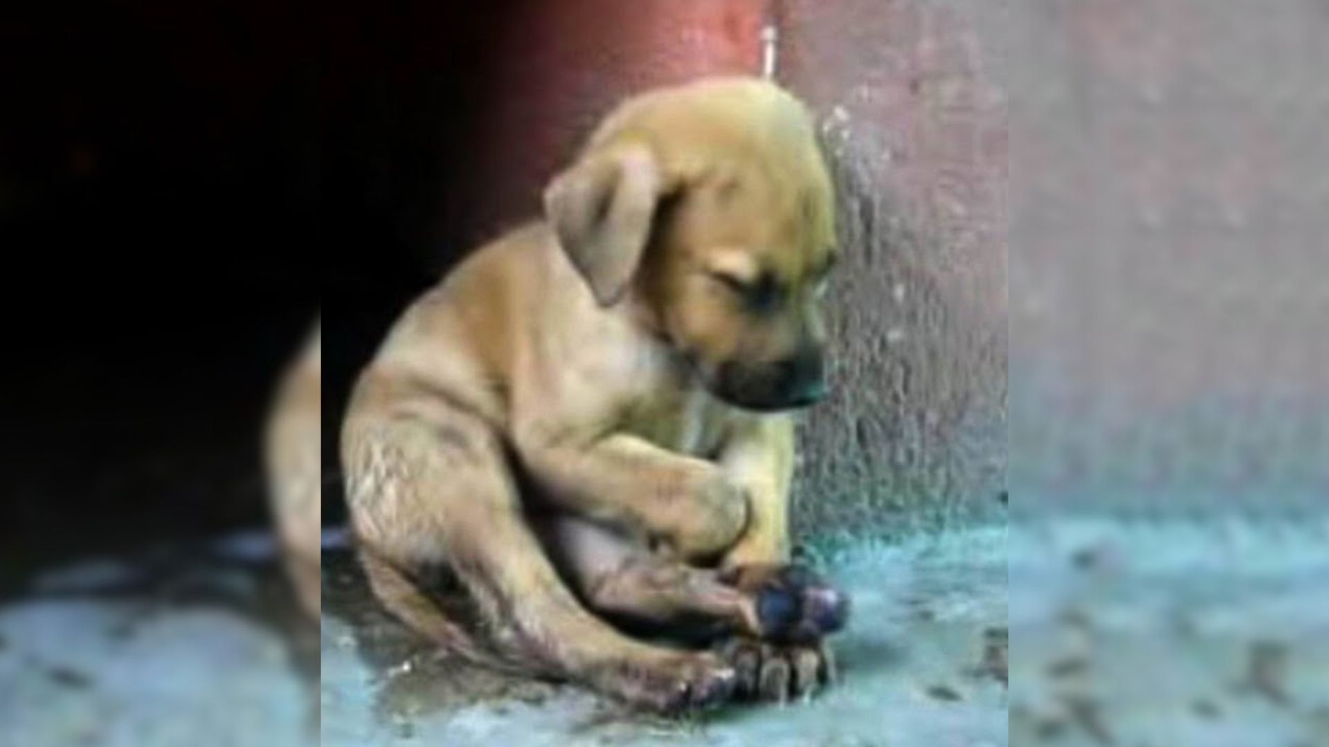 Tiny Pup Sitting On The Street Was Begging For Help, Until Something Incredible Happened