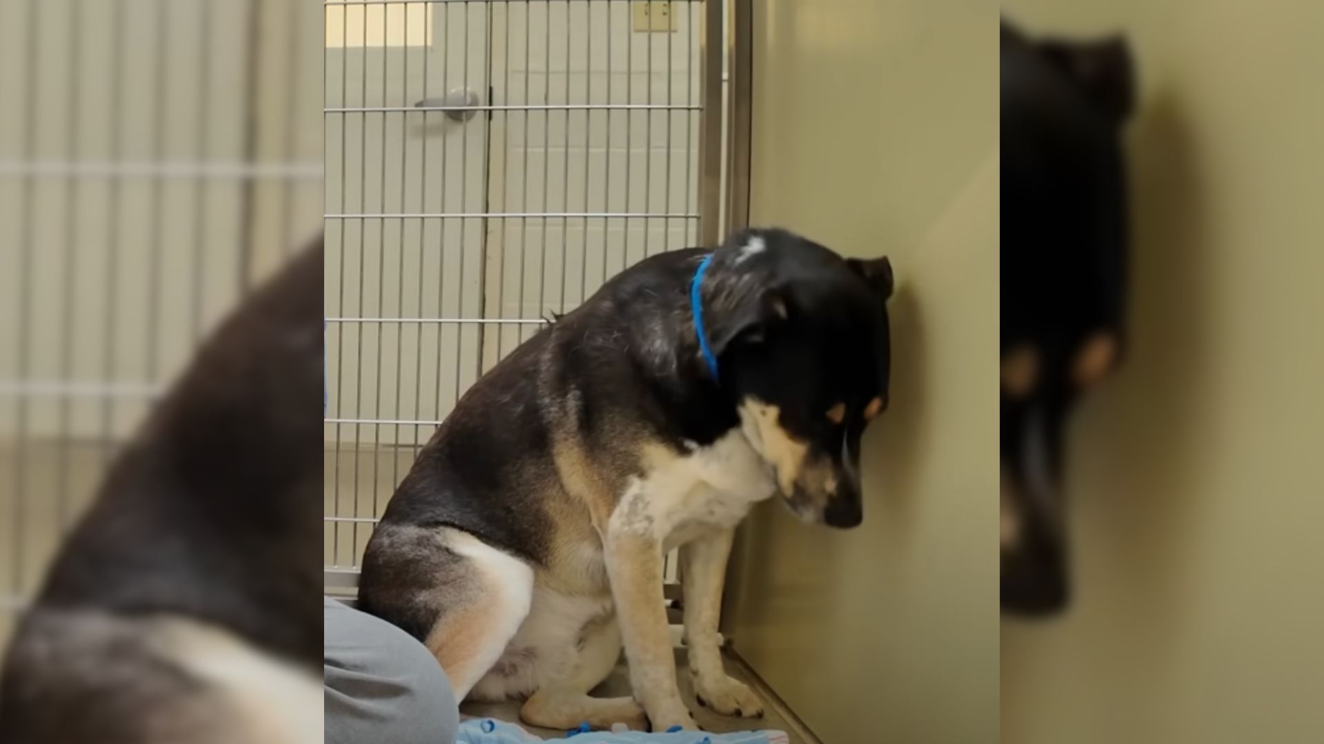 This Sad Dog Wouldn’t Stop Staring At The Wall After Being Returned To The Shelter