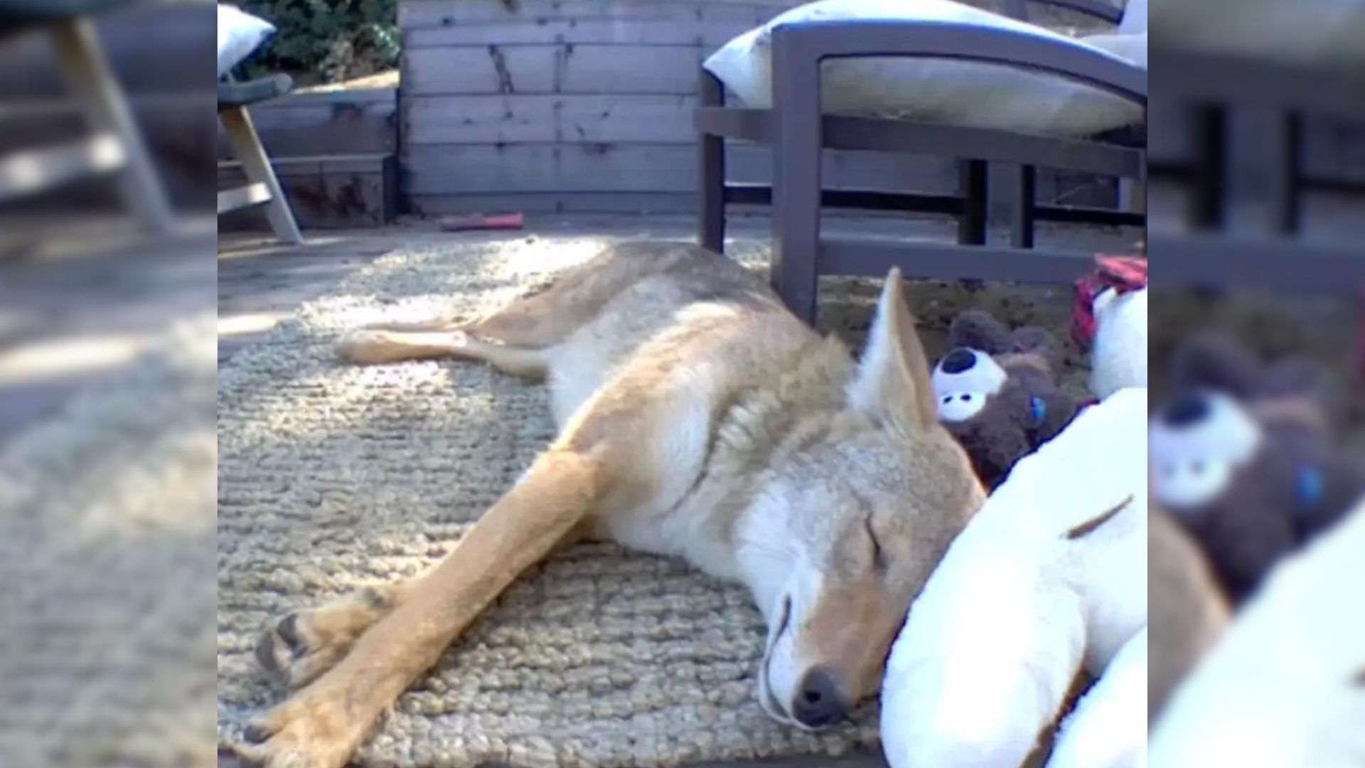 Witness How This Animal Loved Playing With Different Dog Toys Even Though She Wasn’t A Dog