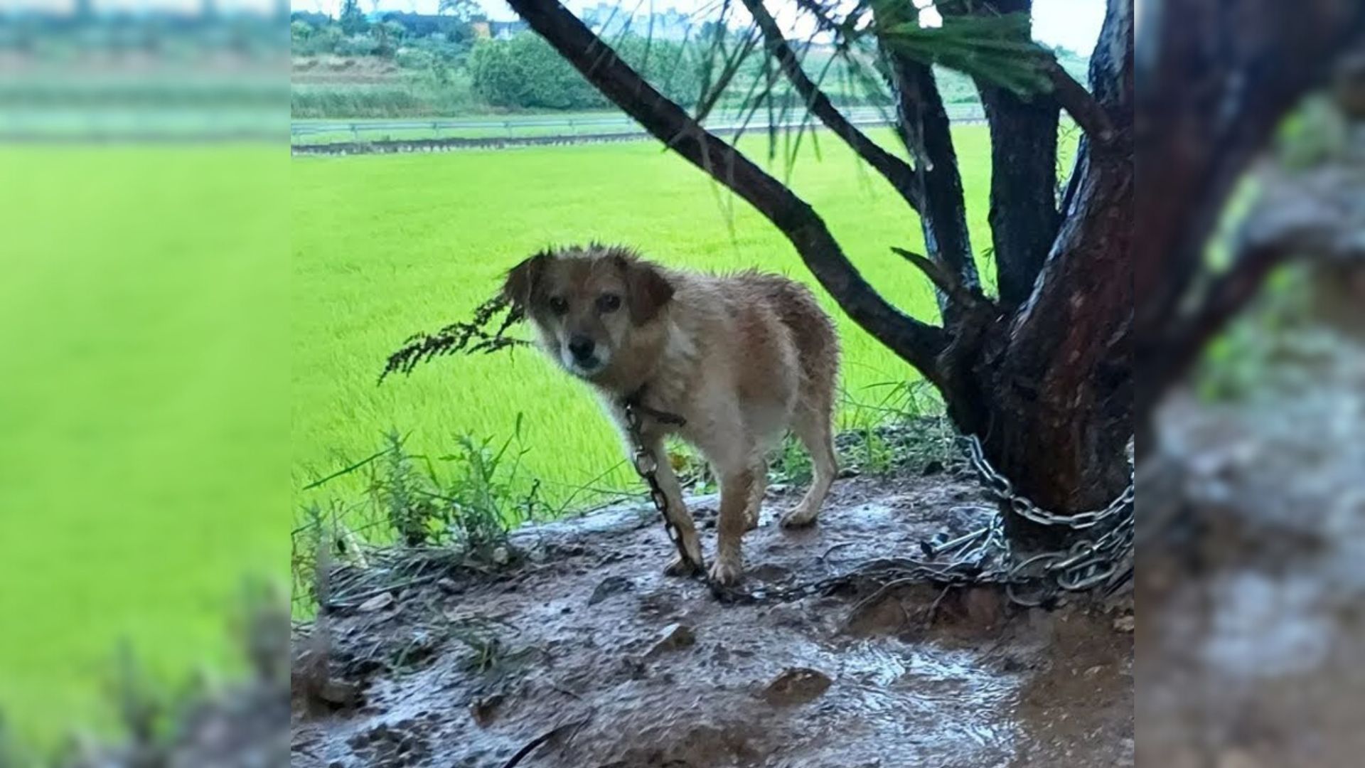 The Cries Of A Pregnant Dog Chained To A Tree Echoed Through The Rain 