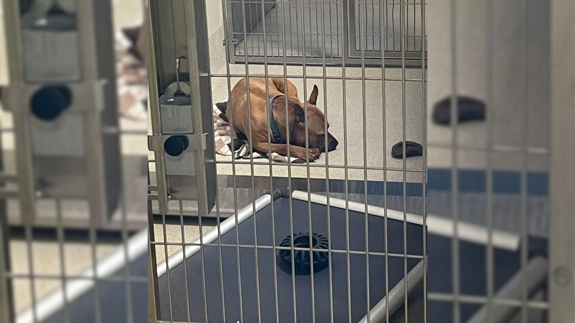 Shelter Dog Was Struggling To Find A Home Until His Photo Was Posted On Facebook