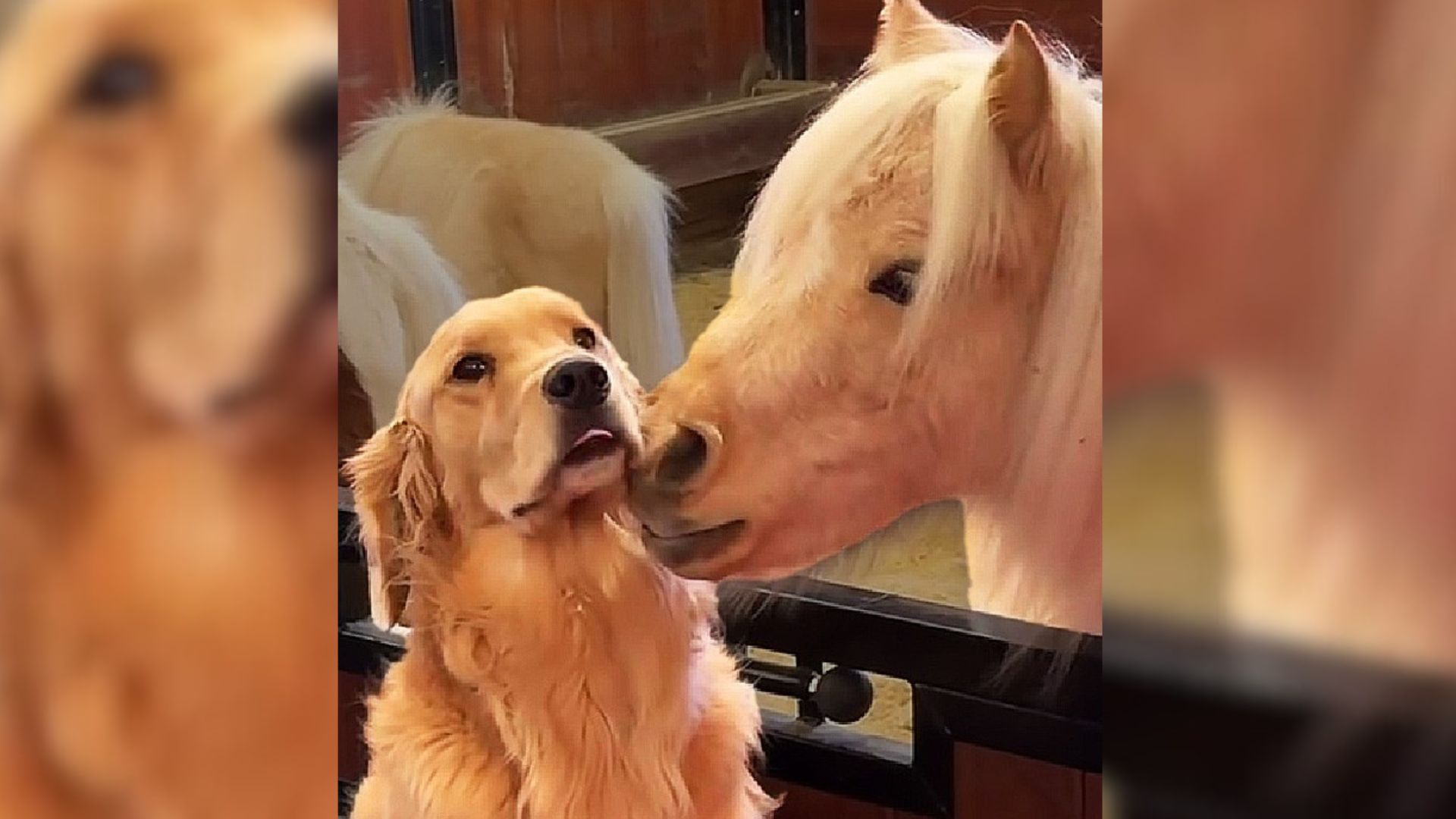 The Story About Friendship Between Gentle Goldie And Tiny Horses Is A Real-Life Fairytale