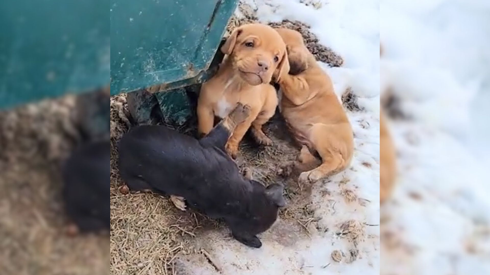 Rescuers Were Shocked To Find Puppies Freezing Behind A Dumpster, So They Rushed To Help