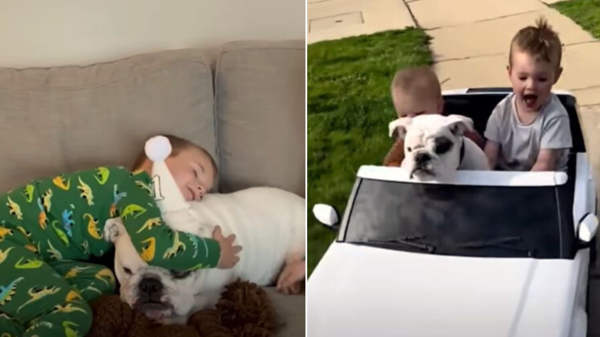 English Bulldog Has The Best Time Growing Up With His Two Hooman Siblings