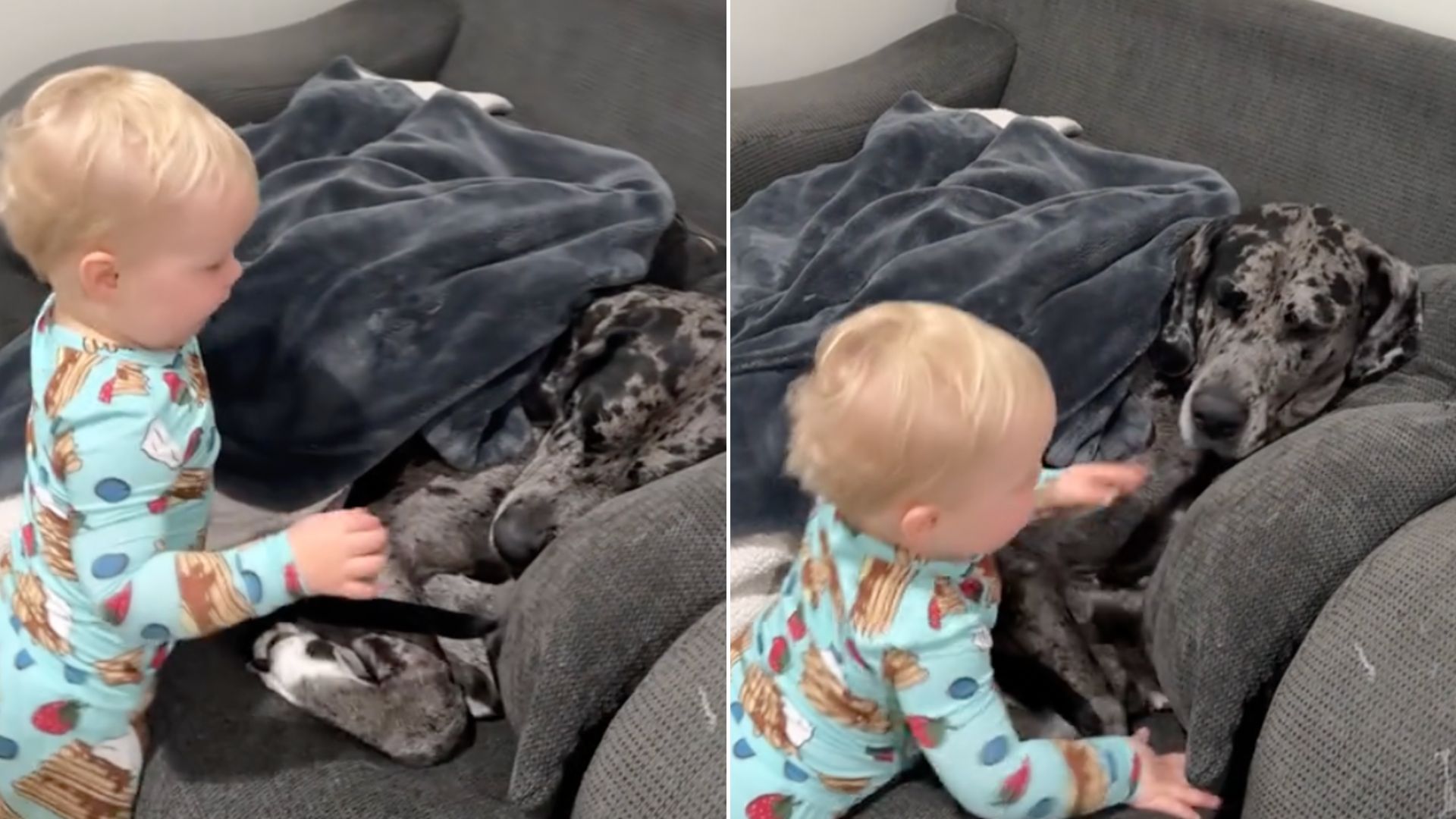 This Giant Great Dane And Her Baby Brother Love Waking Up Each Other In The Morning