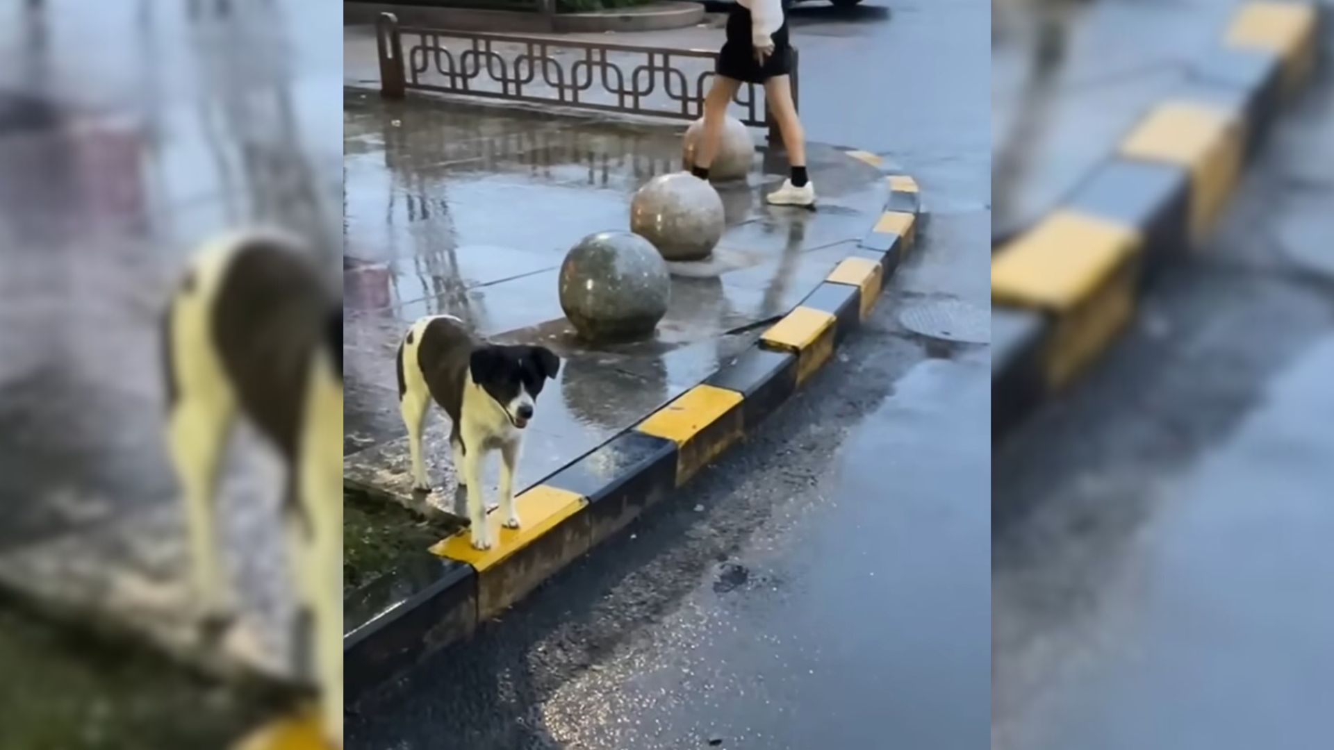 Hopeful Pregnant Dog Waits In Front Of A Restaurant For Some Kindness And Food