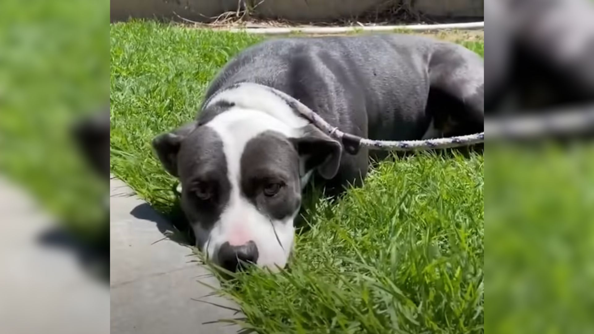 This Sweet Pittie Was So Terrified Of Everything Until She Met Her New Foster Parents