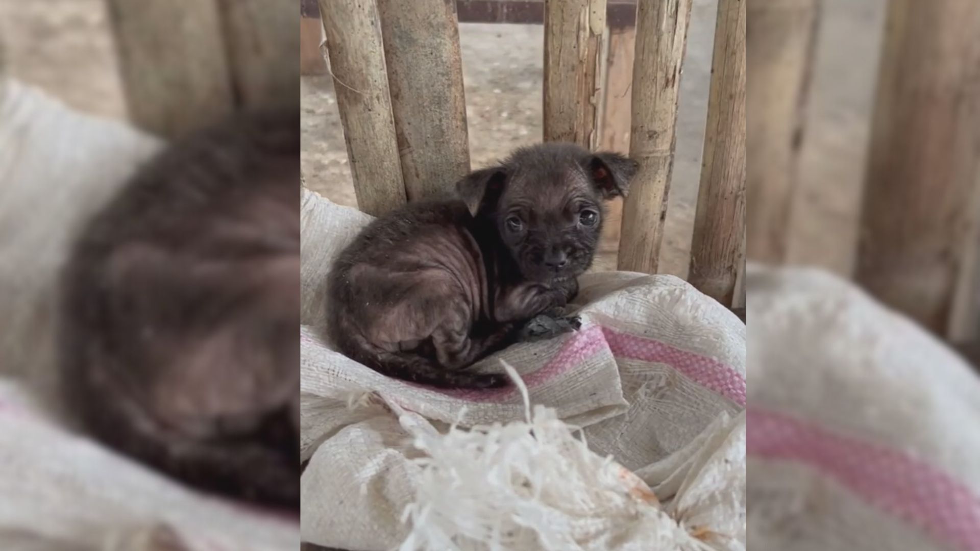 Puppy Was Dumped In A Rice Bag In The Trash But Then His Luck Quickly Changed For The Better