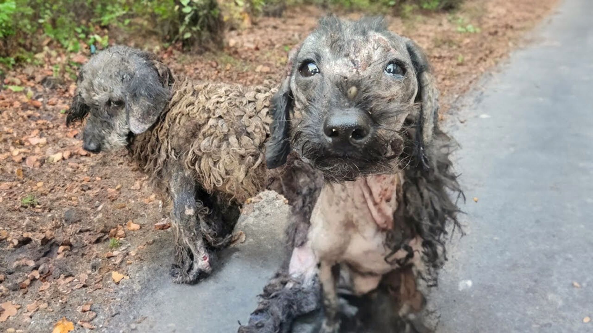 2 Neglected Puppies Were In Desperate Need Of Help And Then Rescuers Came To Their Aid