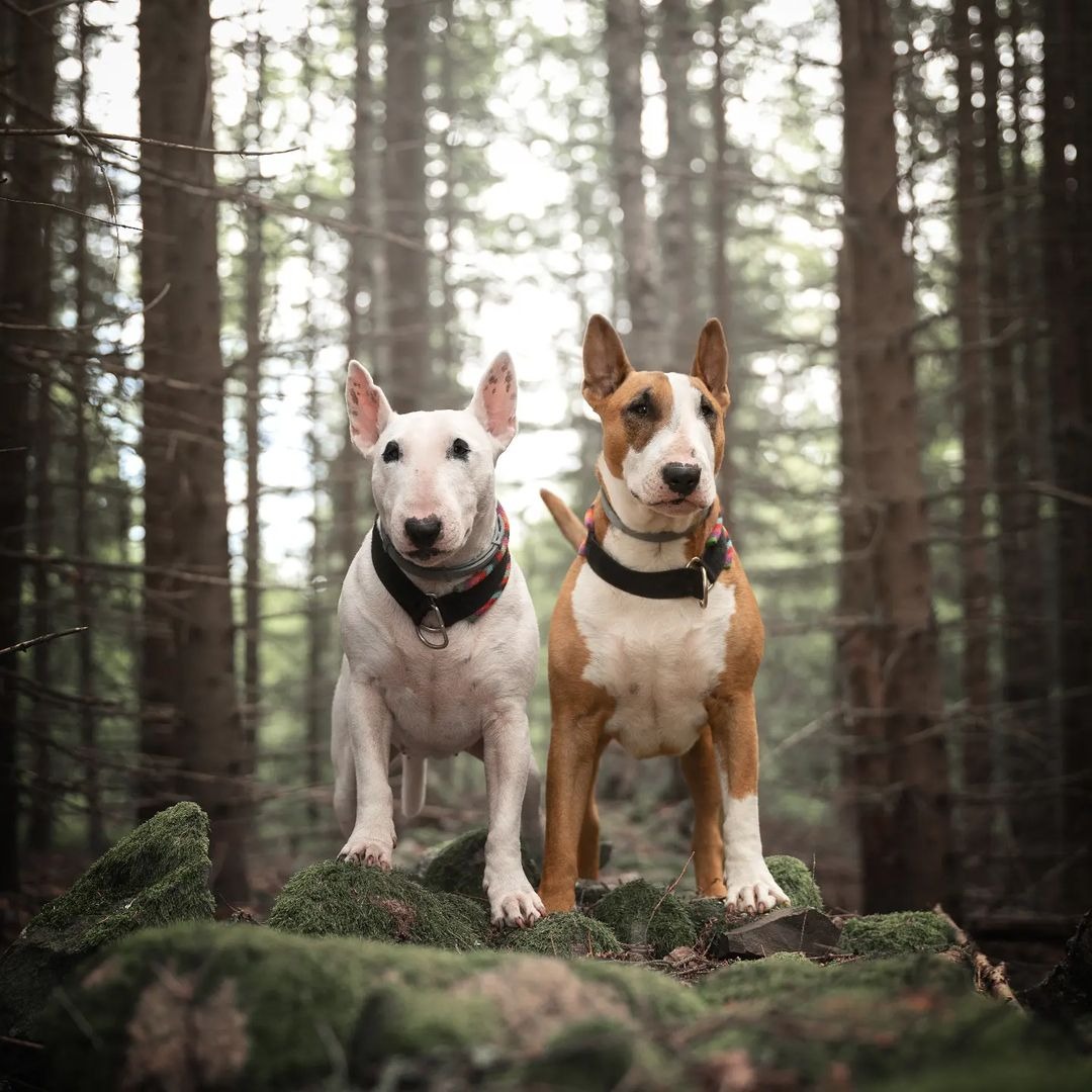 Two dogs in the woods