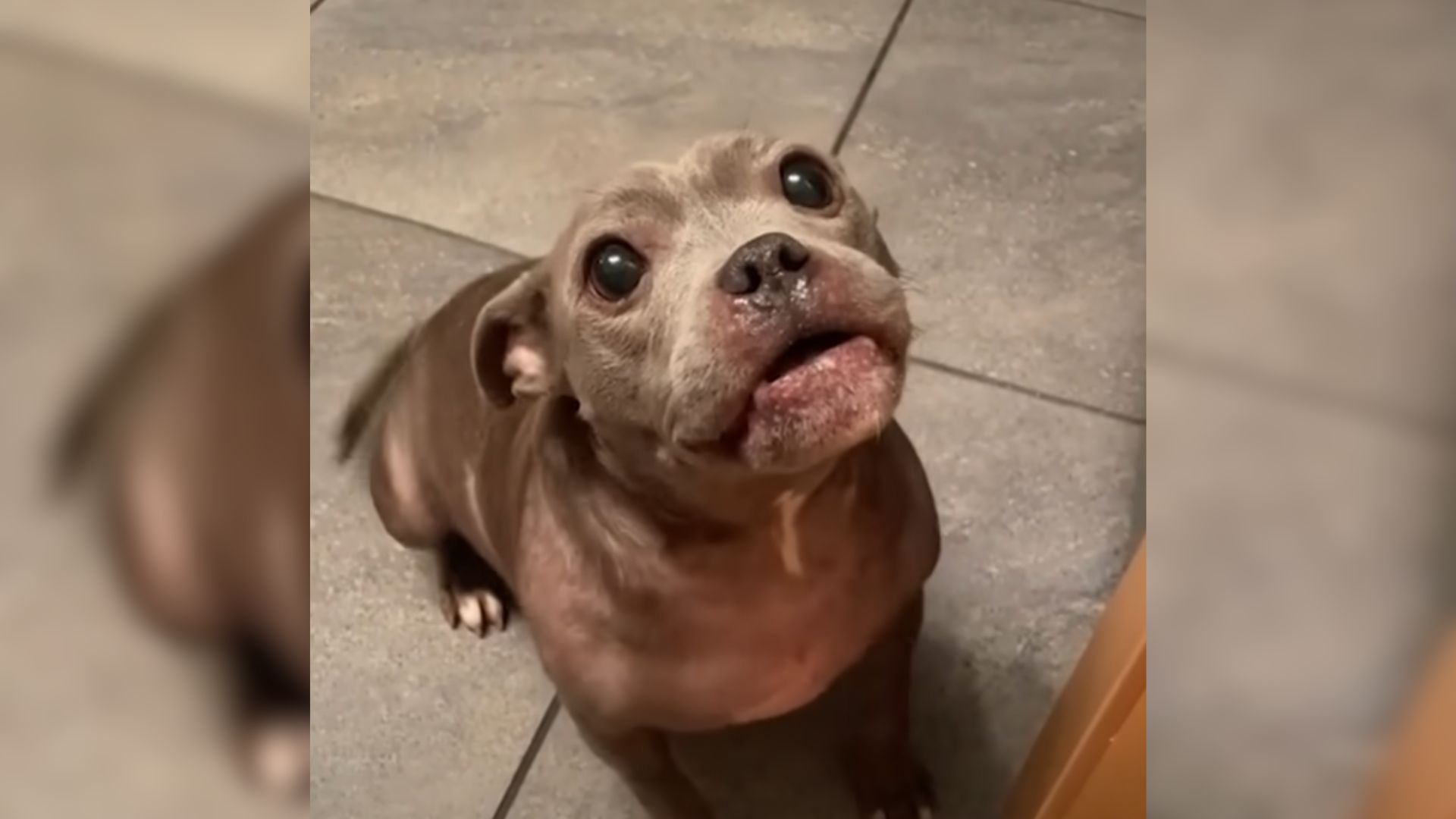 Woman Who Was Terrified Of Staffies Adopted One That Turned Out To Be Her Soul Dog