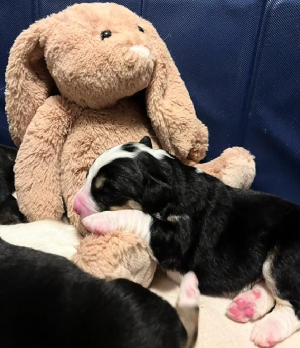 adorable puppy sleeps with toy