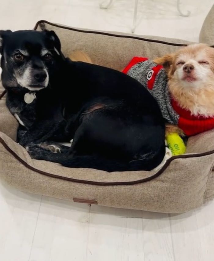 black dog and brown dog laying together