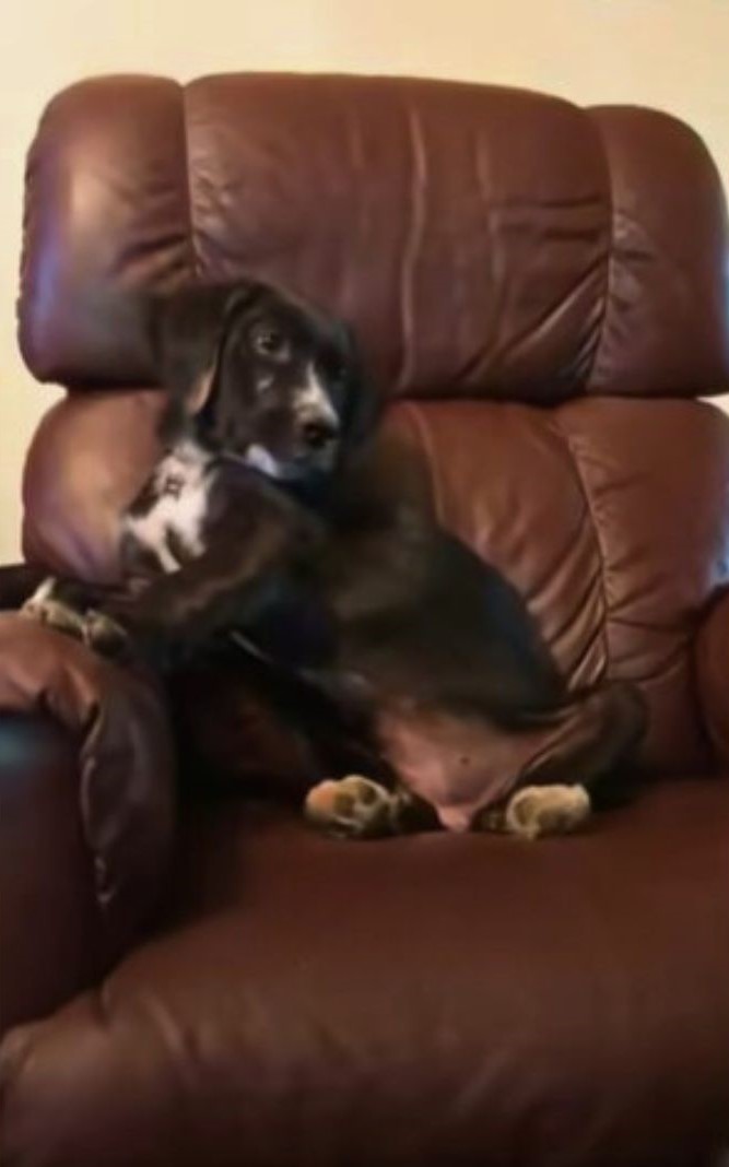 black puppy on a sofa