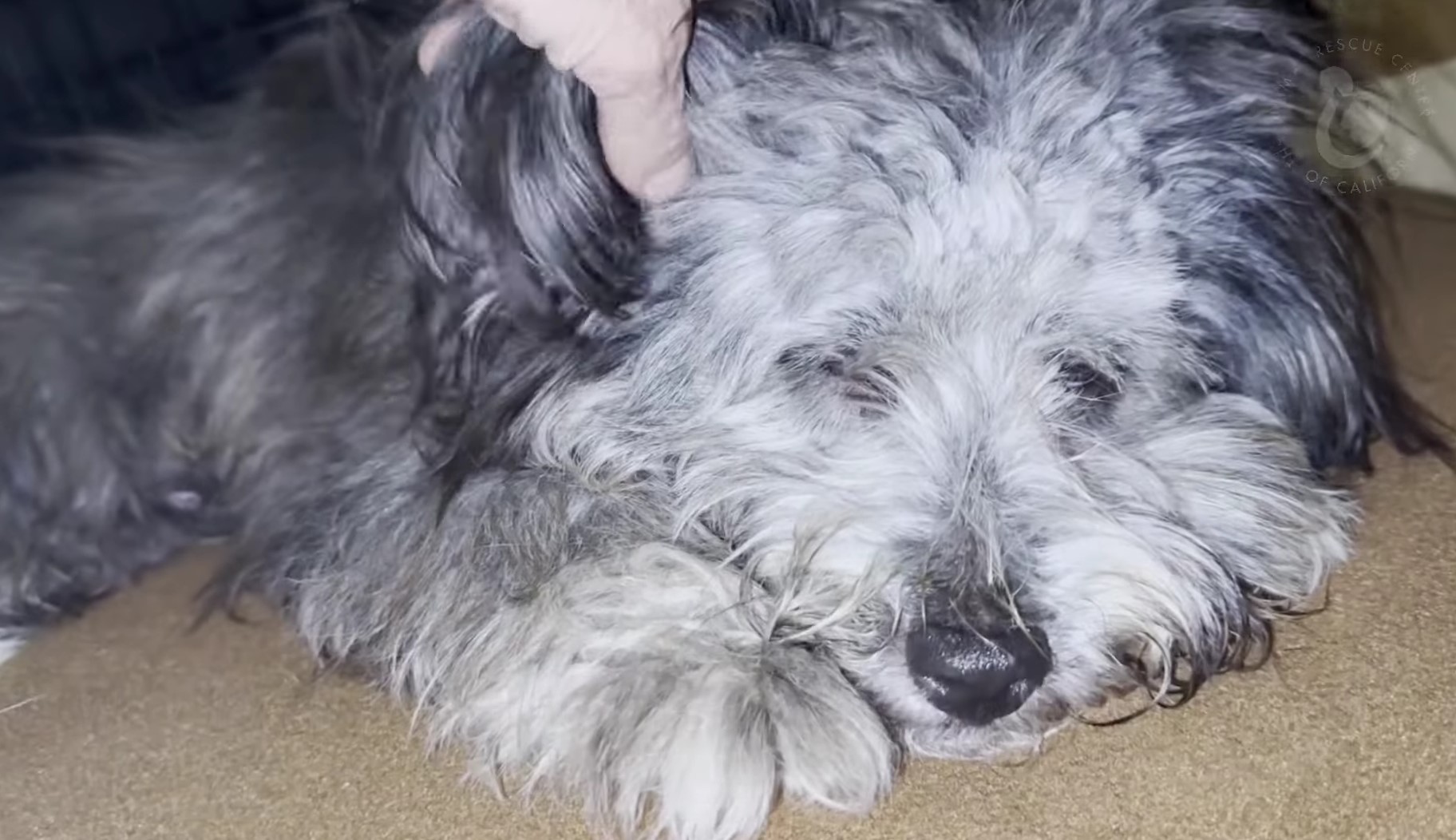 close-up photo of severely matted puppy
