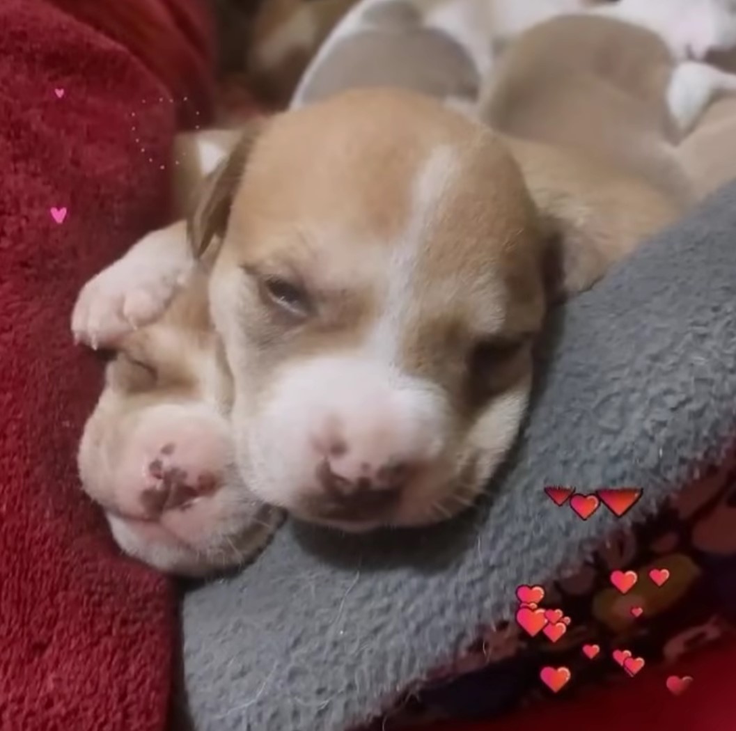 close-up photo of two puppies