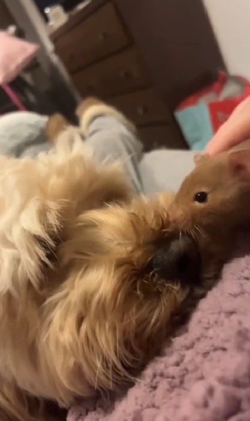 cute dog and hamster