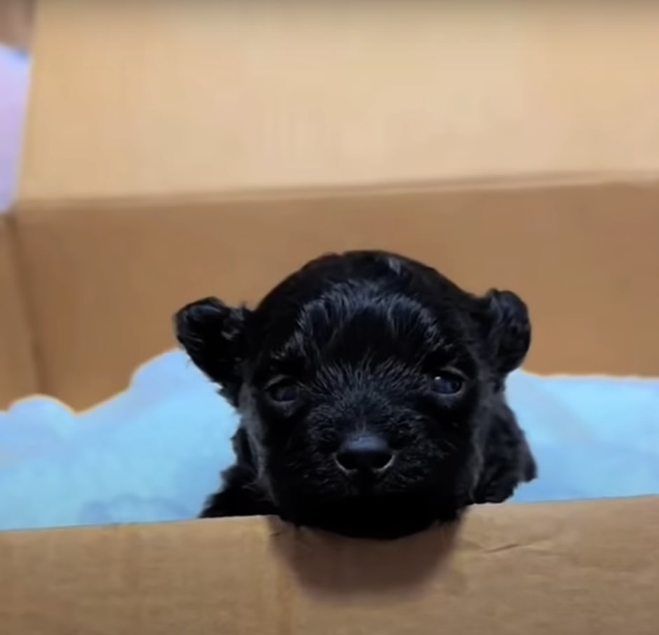 cute newborn puppy in a cardbox