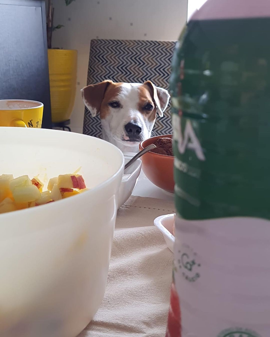 dog and breakfast
