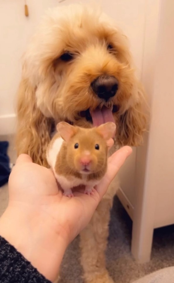 dog and hamster
