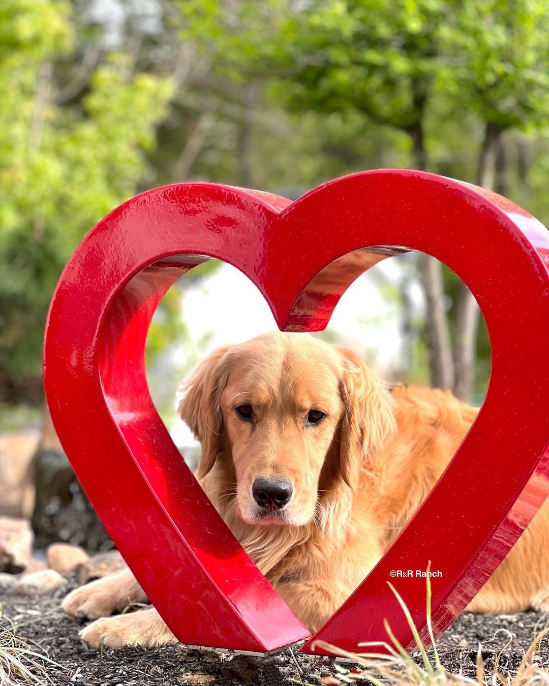dog and heart shaped decoration