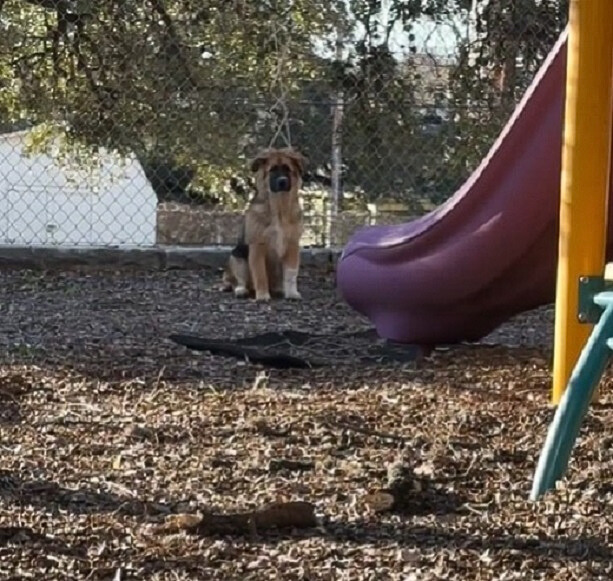 dog and slide
