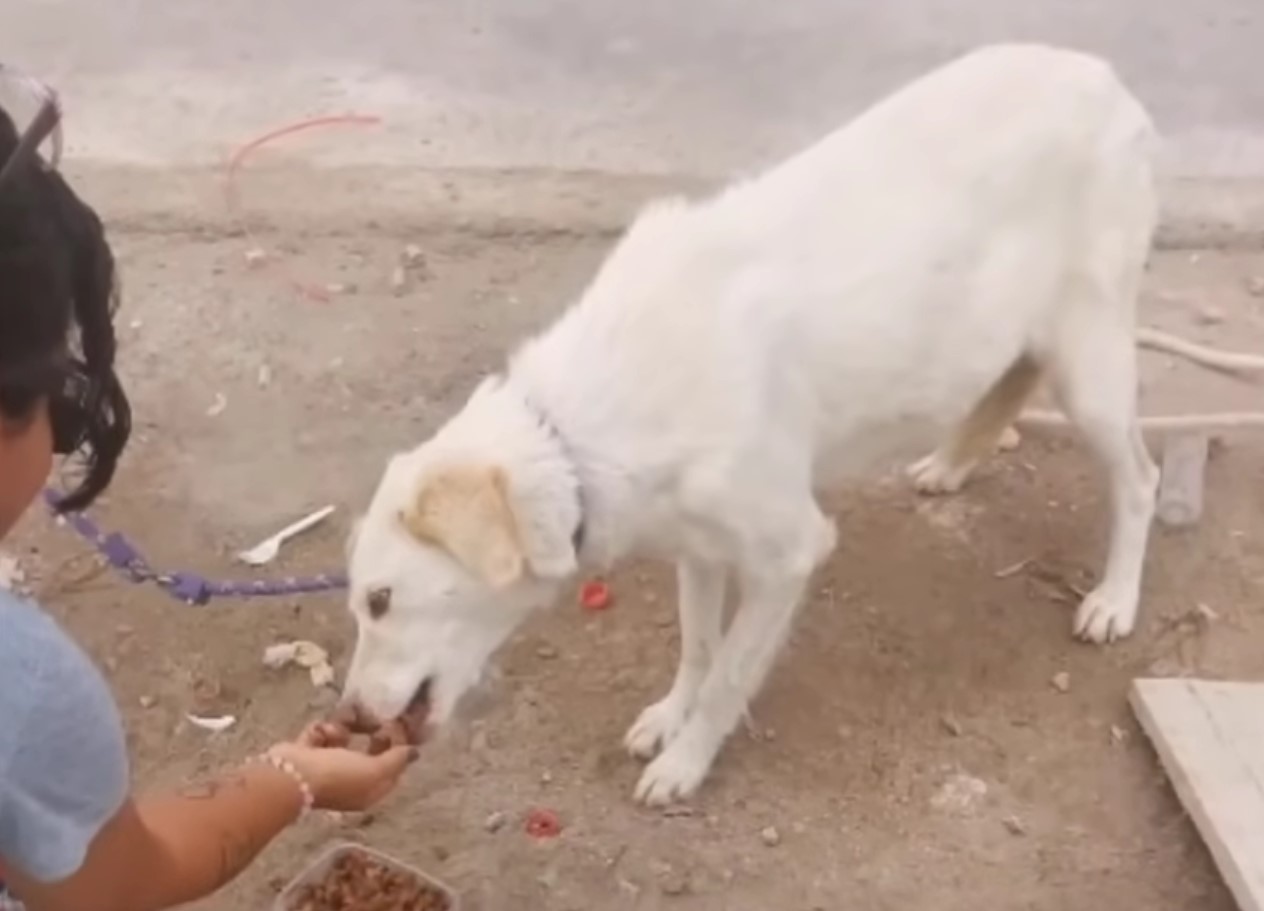 dog eating out of woman's hand