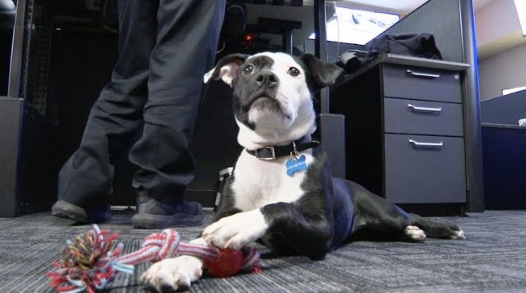 dog in a police department