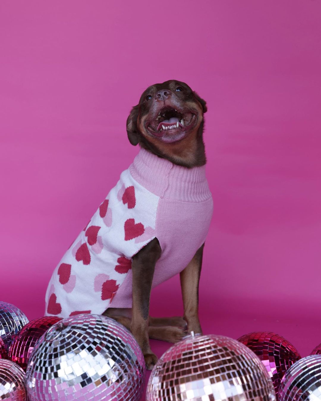 dog in clothes posing