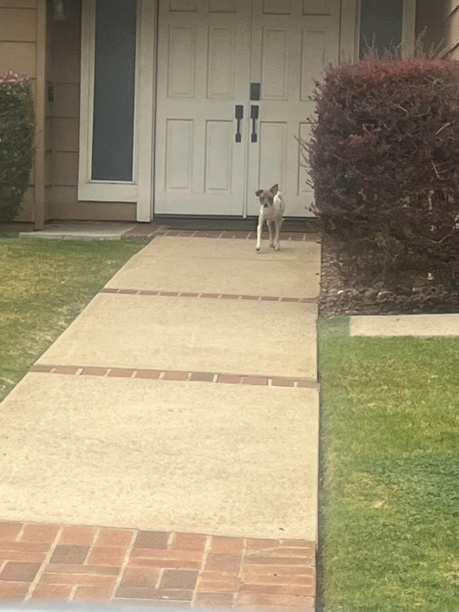 dog in front of the house