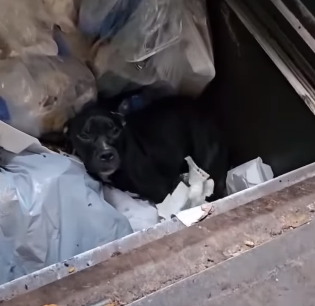 dog laying in trash
