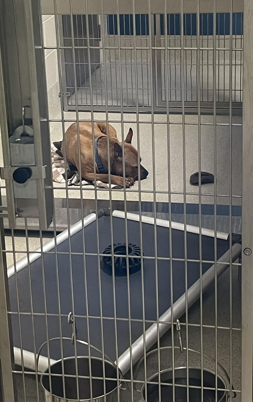 dog lying in a shelter