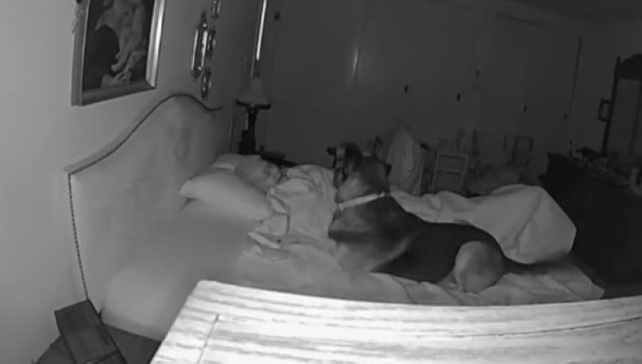 dog lying in bed next to grandma