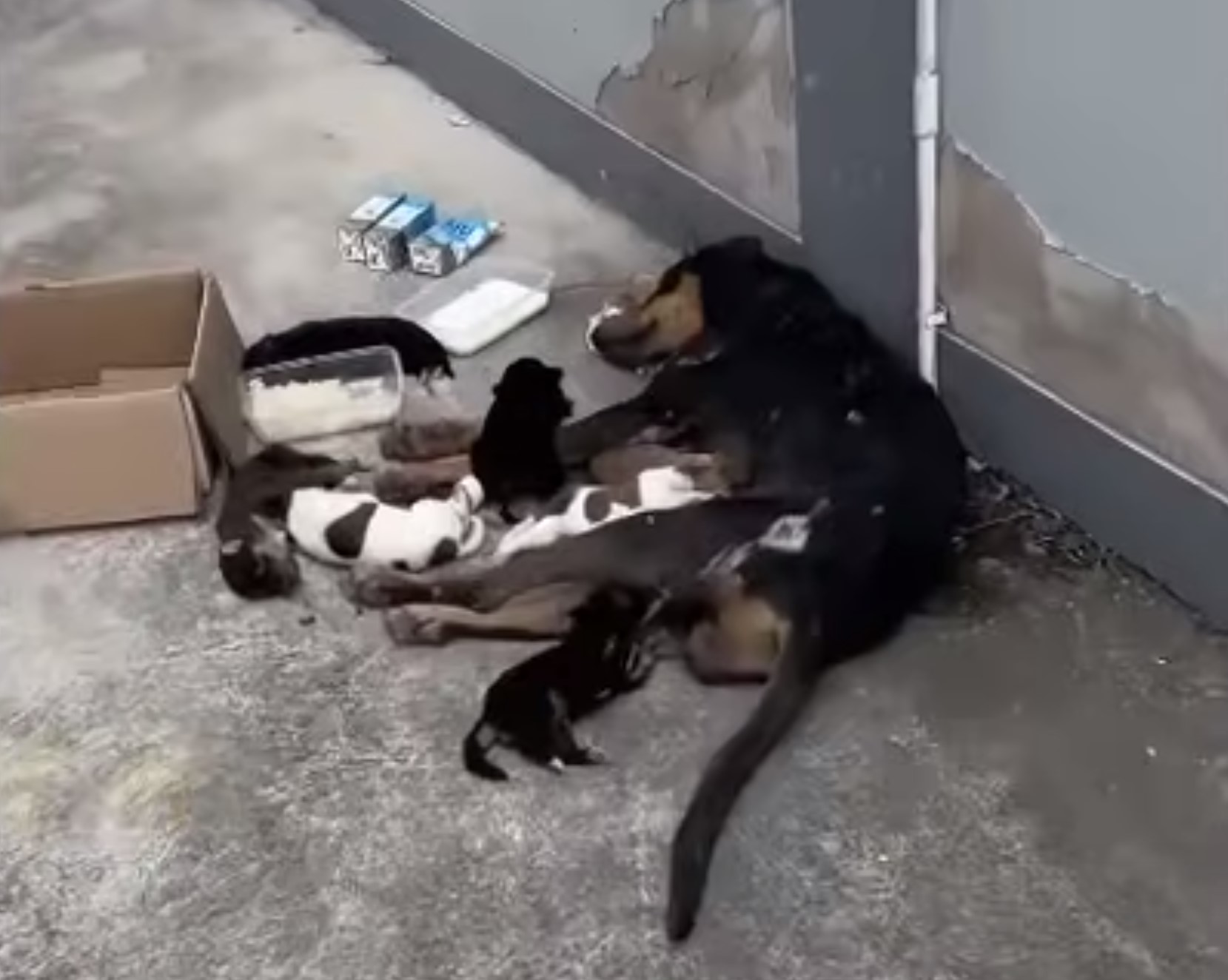 dog lying in the street with puppies