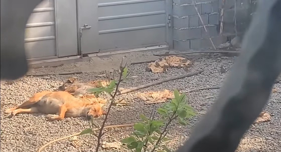 dog lying in the yard