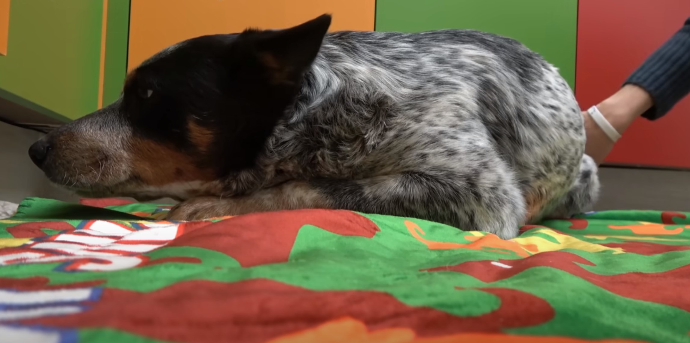dog lying on colorful blanket