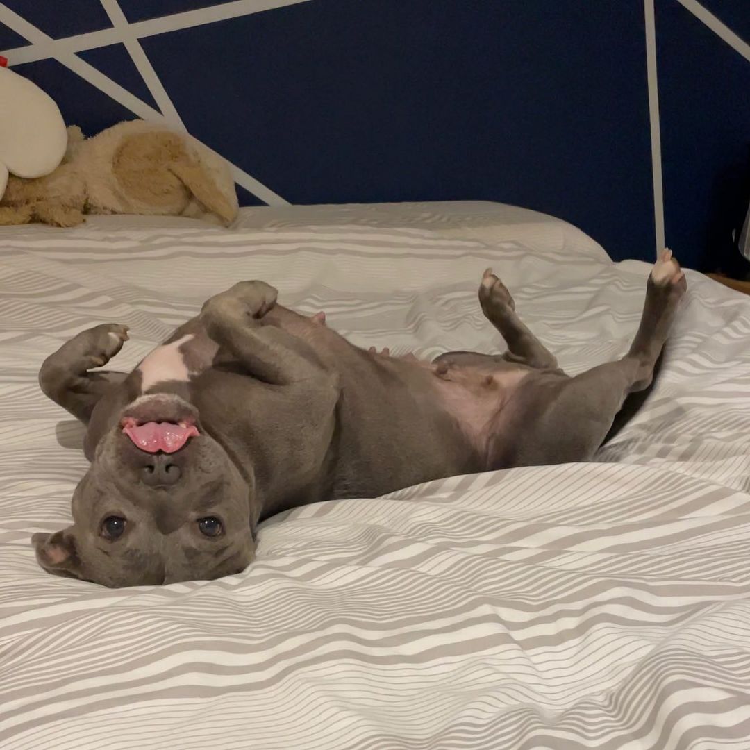 dog lying on its back on bed