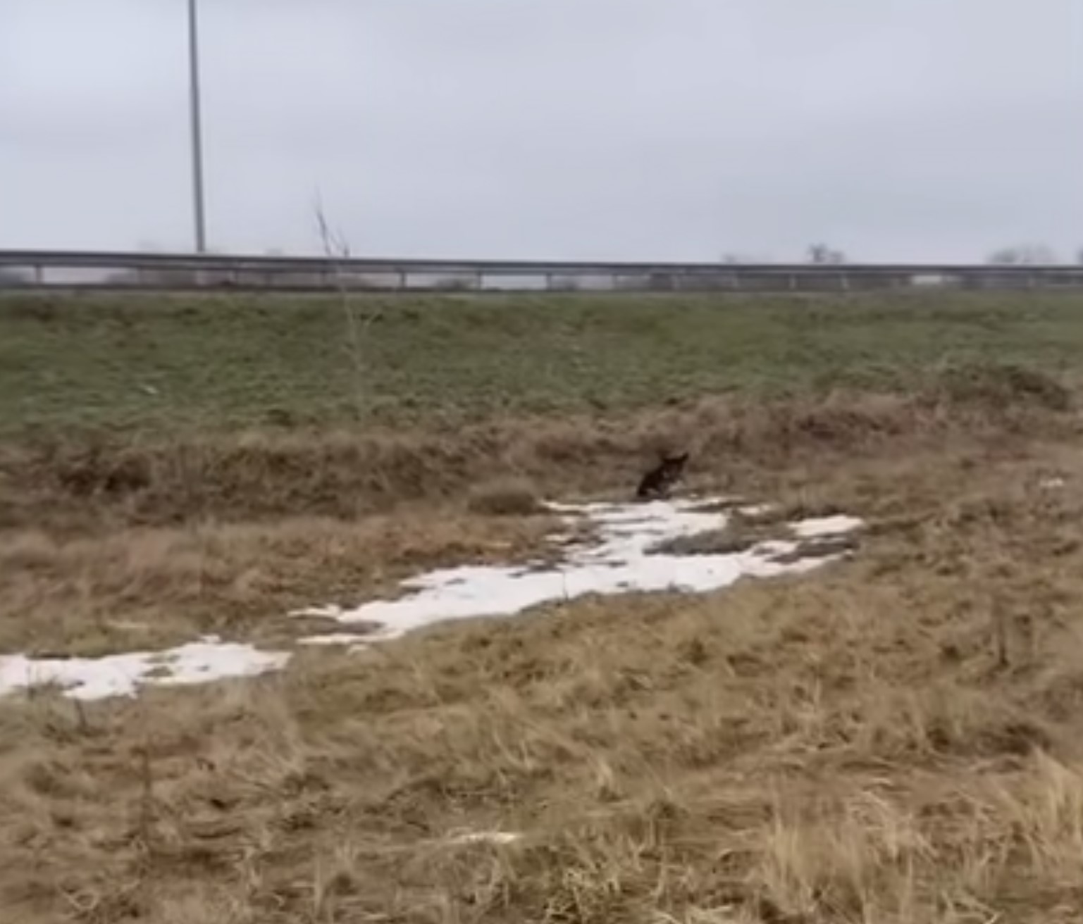 dog on a field