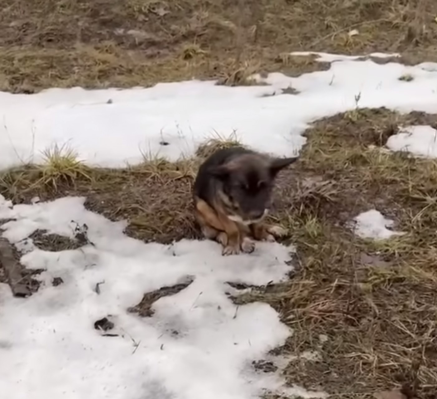 dog sitting on a snow