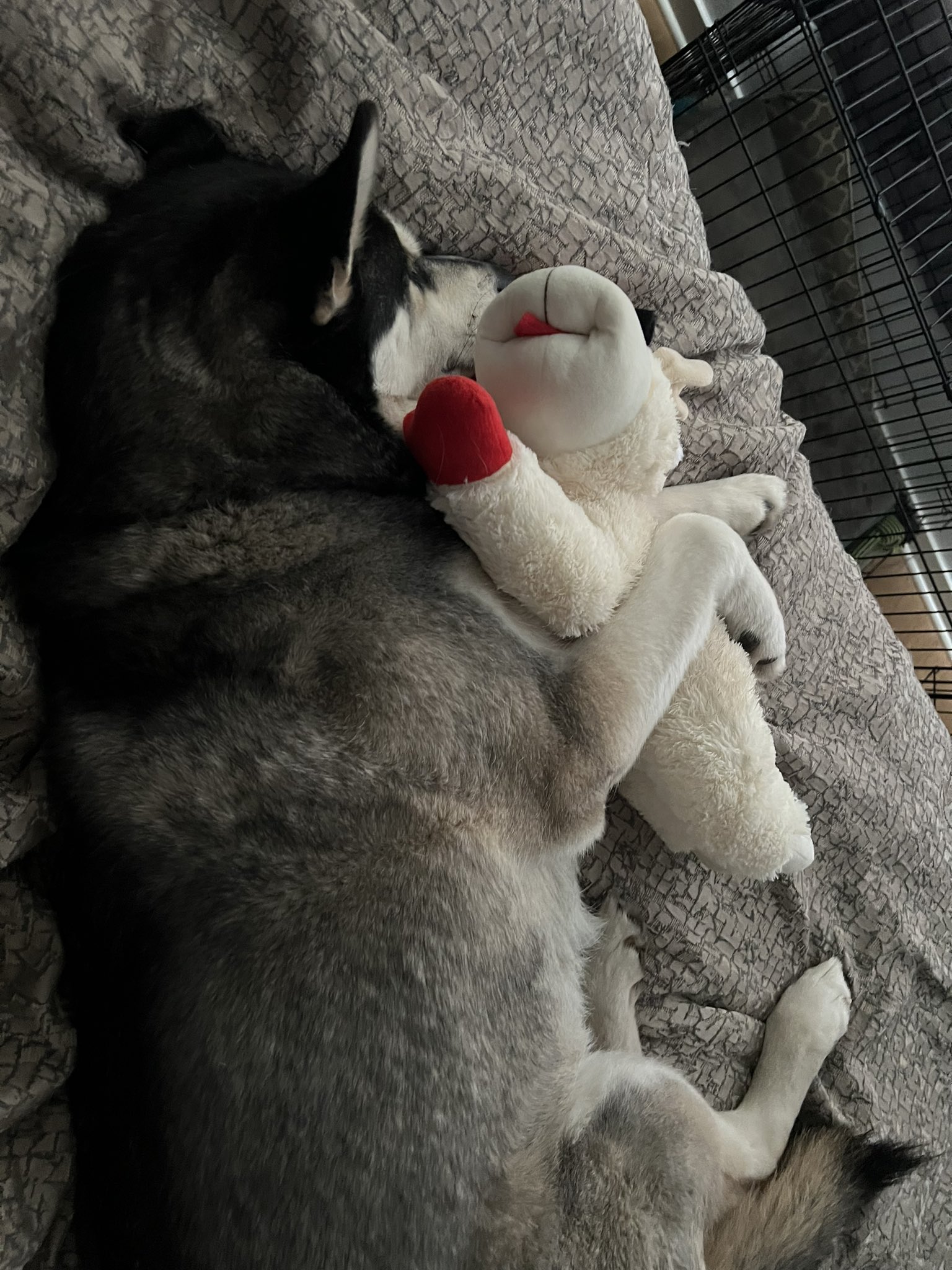 dog sleeping with his toy