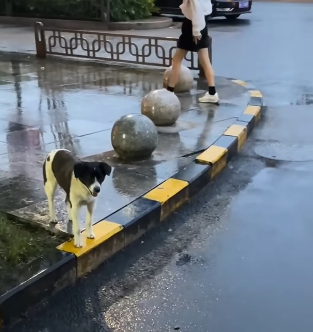 dog standing on a sidewalk