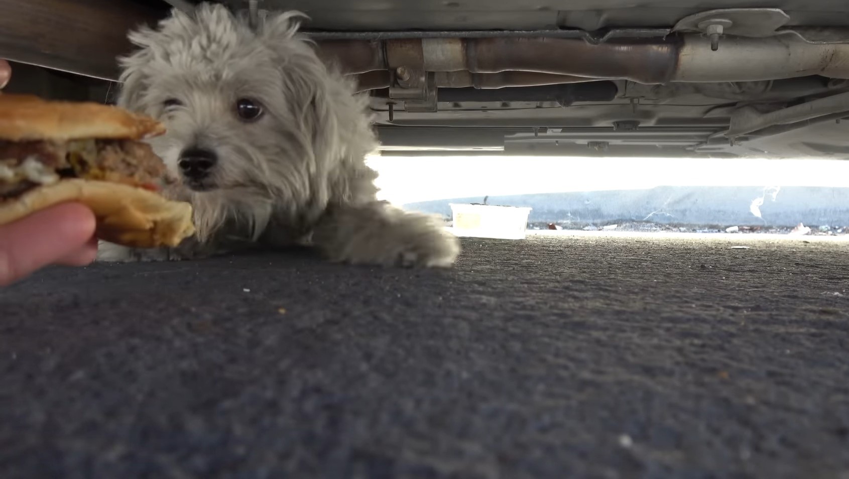dog under the car