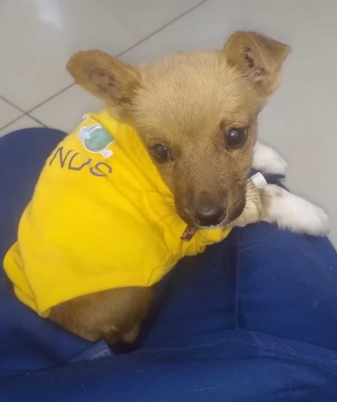 dog with yellow shirt
