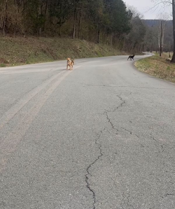 three dogs on the road
