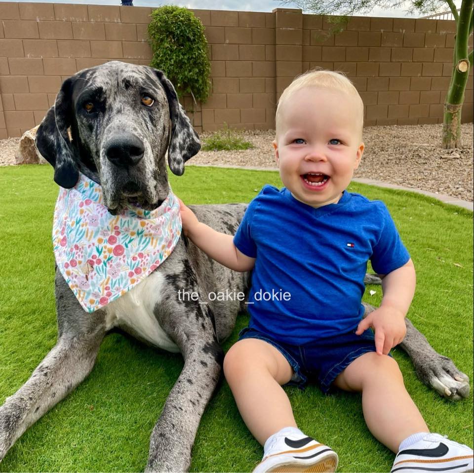 great dane and little boy sitting on grass