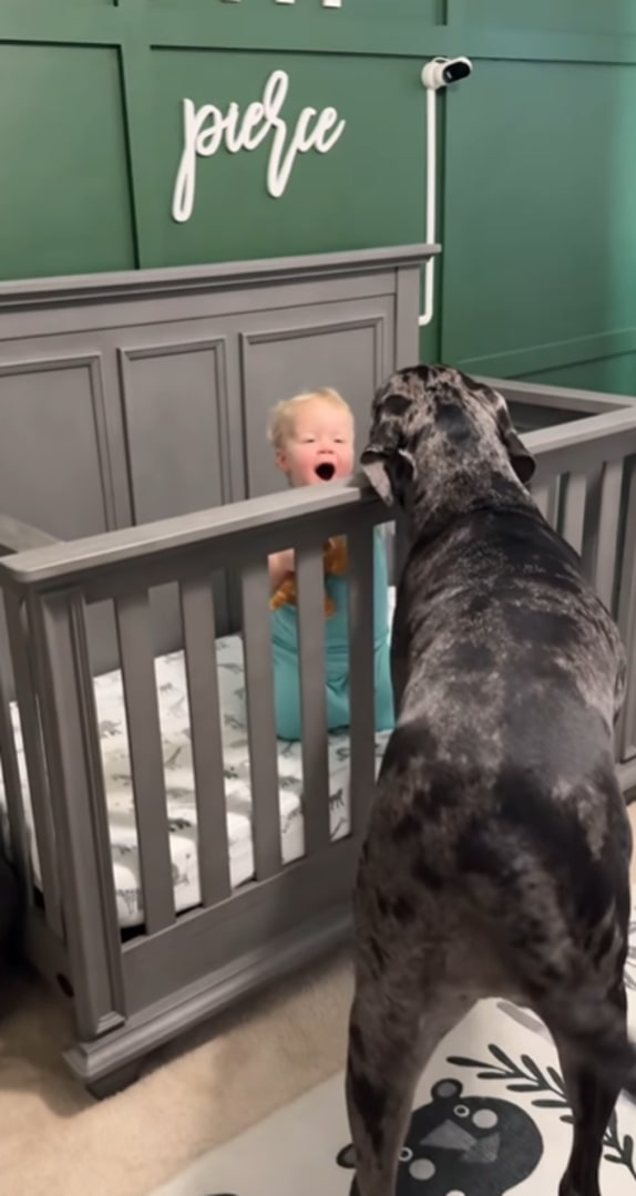 great dane looking at a boy in the crib